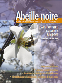 thumbnail - Abeille noire